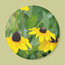 Yellow Daisies magnets