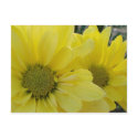 Yellow Daisies postcards