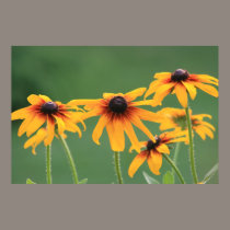 Yellow Daisies! posters