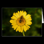 Yellow Daisy and Bee cards