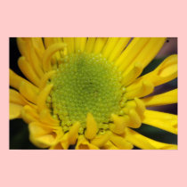 Yellow Daisy Canvas Print posters