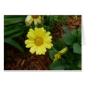 Yellow Daisy Card by bkang22 Yellow Daisy Card