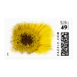 Yellow Daisy Center White Edge Stamps