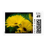 Yellow Daisy Dark Edge Stamps