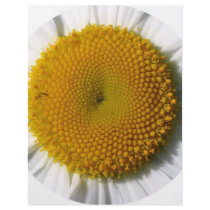 yellow_daisy_detail-800x600 cropped flyers