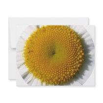 yellow_daisy_detail-800x600 cropped invitations