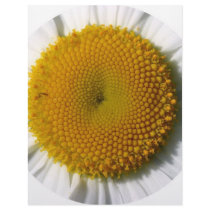 yellow_daisy_detail-800x600 cropped letterhead