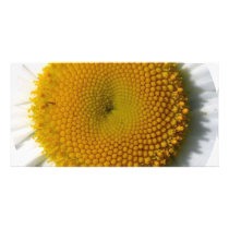 yellow_daisy_detail-800x600 cropped photo cards