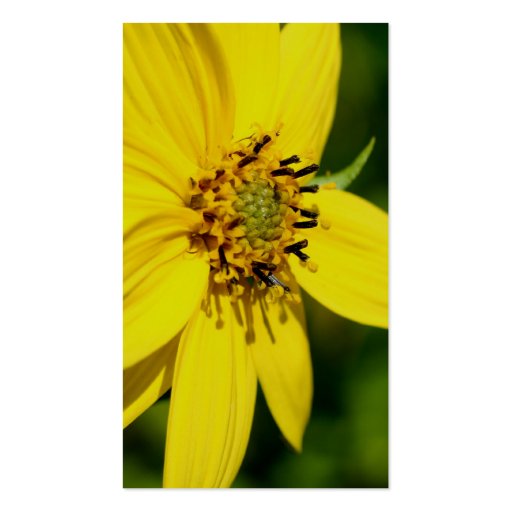 Yellow Daisy Flower Photography Business Card (back side)