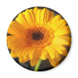 Yellow Daisy Fridge Magnet Yellow Daisy Fridge Magnet