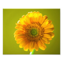 Yellow Daisy Gerbera Flower