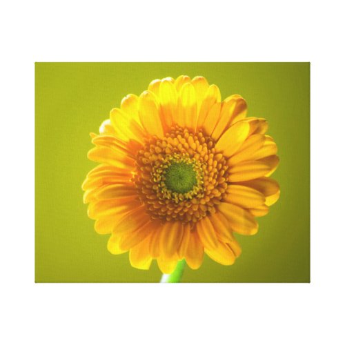 Yellow Daisy Gerbera Flower