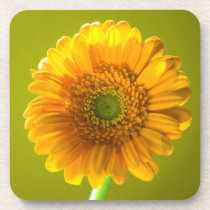 Yellow Daisy Gerbera Flower Beverage Coasters