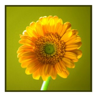 Yellow Daisy Gerbra Print print