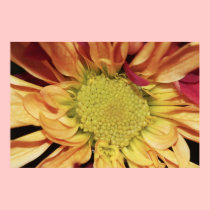 Yellow Daisy on Canvas Print posters