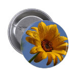 Yellow Daisy Pinback Buttons