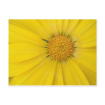 Yellow Daisy Post Card