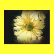 Yellow Daisy postcards
