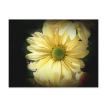 Yellow Daisy postcards
