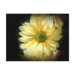 Yellow Daisy Post Card