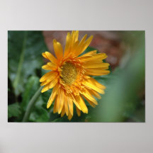 Yellow Daisy Poster