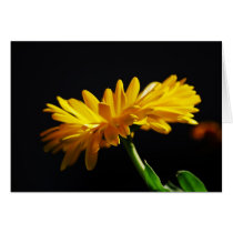 Yellow Daisy Profile Greeting Card cards