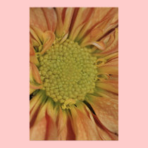 Yellow Daisy Vertical Photo on Canvas Print posters