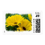 Yellow Daisy White Edge Stamps