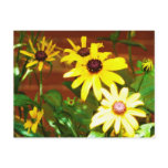 yellow daisys art print post card
