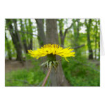 Yellow Dandelion Note Cards