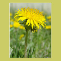 Yellow Dandelion postcards