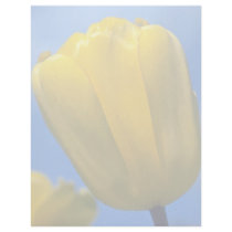 yellow Darwin Hybrid, 'Golden Apeldorn' flowers Letterhead