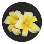 day, lily, day lily, day lilies, yellow, photo,