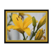 Yellow Day Lillies postcards by sharpcreations Yellow Day Lillies postcards