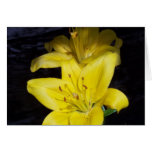 Yellow Day Lilly Card