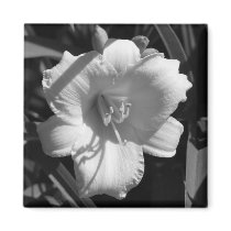 Yellow Day Lily magnets