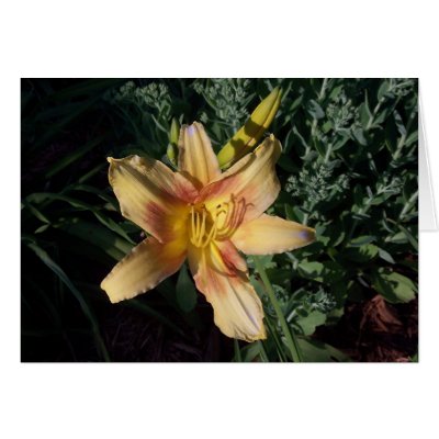 Yellow Daylilly Card by mwtown