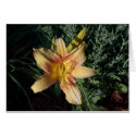 Yellow Daylilly cards by mwtown Yellow Daylilly cards
