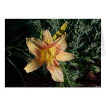 Yellow Daylilly cards by mwtown Yellow Daylilly cards