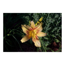 Yellow Daylilly posters by mwtown Yellow Daylilly posters