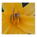 Yellow Daylilly posters
