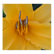 Yellow Daylilly posters by klricca Yellow Daylilly posters
