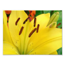 Yellow daylily photo