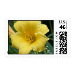Yellow Daylily Postage Stamp