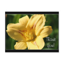 Yellow Daylily Post Cards