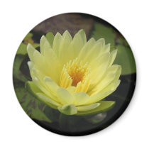 Yellow Dazzler magnets
