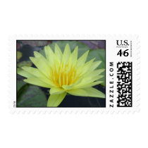 Yellow Dazzler stamps