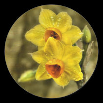 Yellow Delight stickers