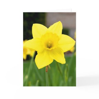 Yellow Delight-Spring Daffodil card