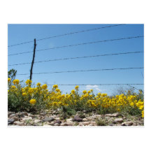 Yellow Desert Wildlfowers Postcard